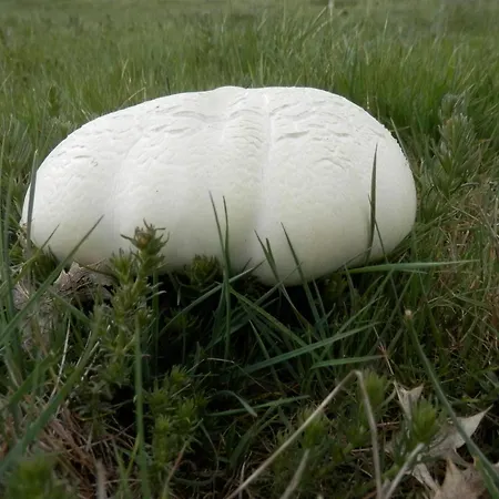 La Senderilla Dom wakacyjny