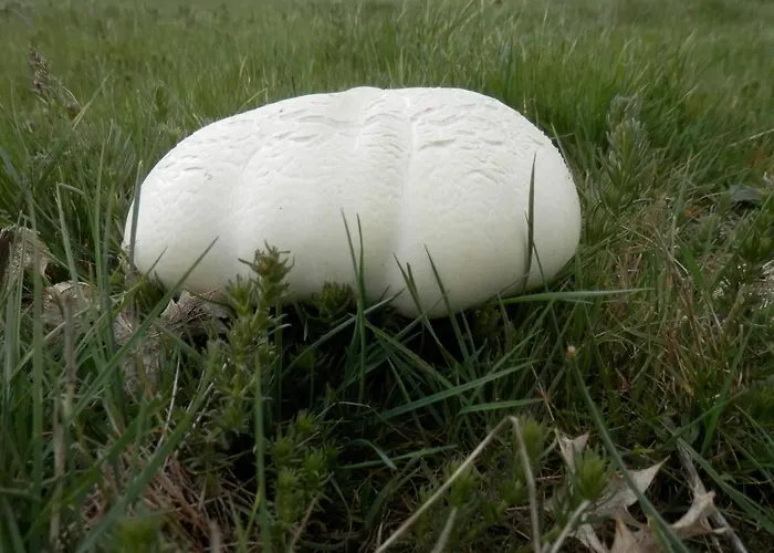 La Senderilla בית נופש